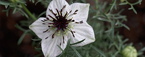 The Blessed Seed Black Seed Oil 60 Capsules