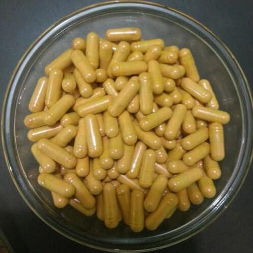 Bright sunlight Sanghuang Extract Capsule 500mg, 300 Capsules