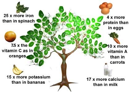 Hekma Center Pure Moringa Oleifera Leaves Capsules 100 Capsules