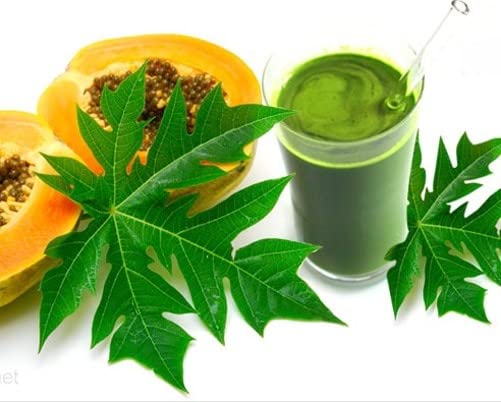 bodi Papaya Leaf Powder, 16 Ounce
