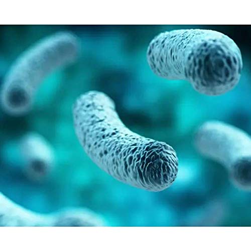 BariatricPal Probiotic 100 Billion CFU Gastrointestinal & Immune Health Capsule, 30 Count