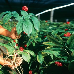 Hsu's Cultivated Wisconsin American Ginseng Powder 4 oz