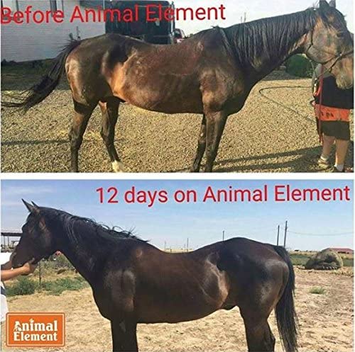 Animal Element Foundation Daily Detox Powder 25 lb