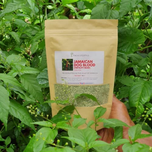 Yaga Lifestyle Jamaican Dog Blood Bush Fertility Herb Coarse Powder 4