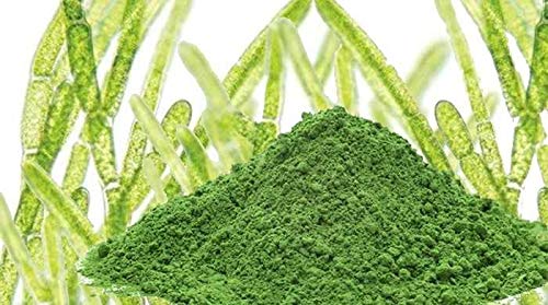 Bodi Chlorella Broken Cell Powder, 4 oz