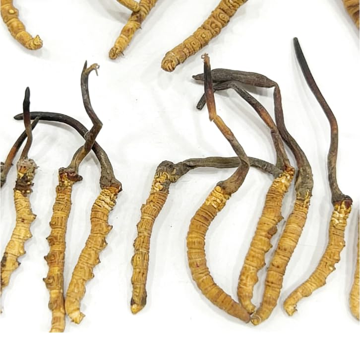 TibetCloud Wild Cordyceps Sinensis Caplets 1