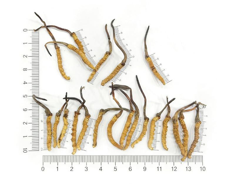 TibetCloud Wild Cordyceps Sinensis Caplet 1