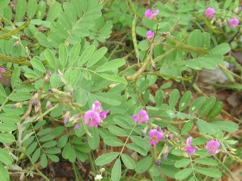 Verem Sharpunkha/Sarpokha Powder 200g