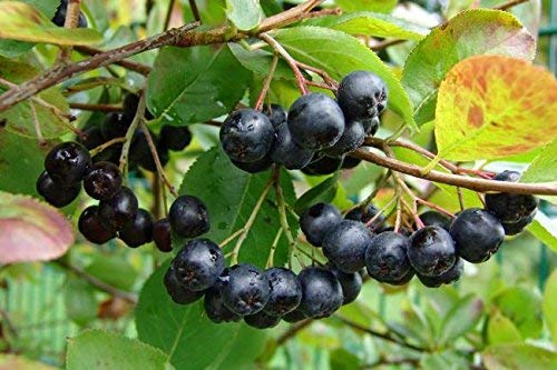 Herbal Island Aronia Berry 4:1 Extract Powder, 16 oz