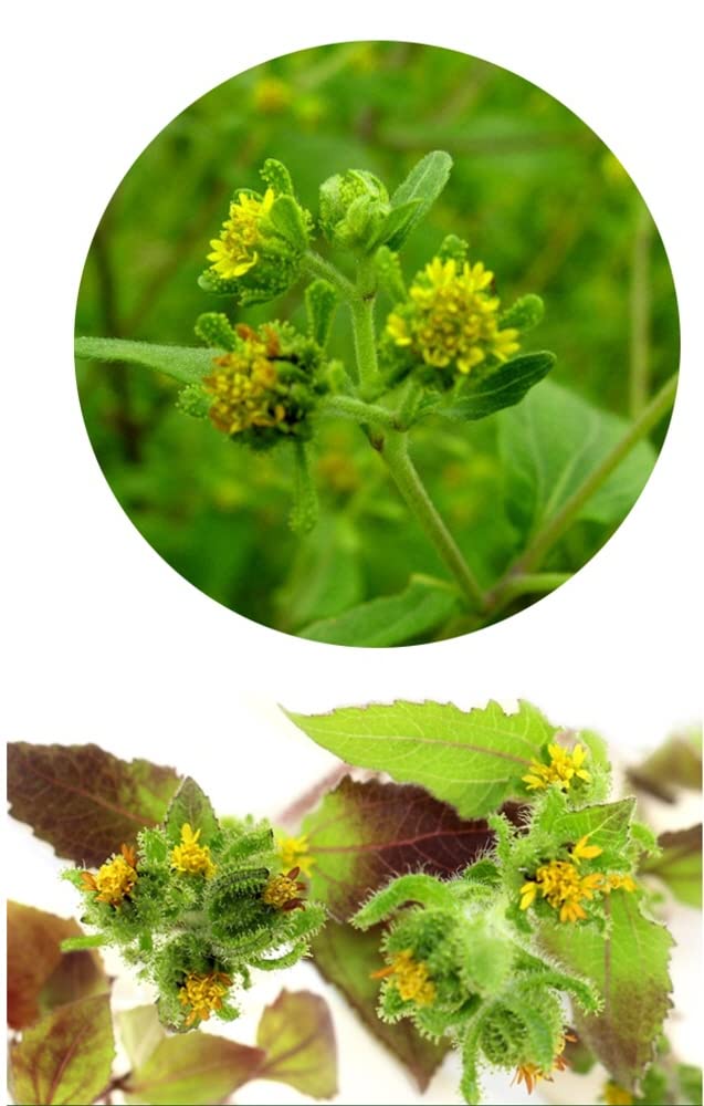 PALPLUS St. Paul’s Wort (Sigesbeckia glabrescens) Extract Powder, 1 Ounce