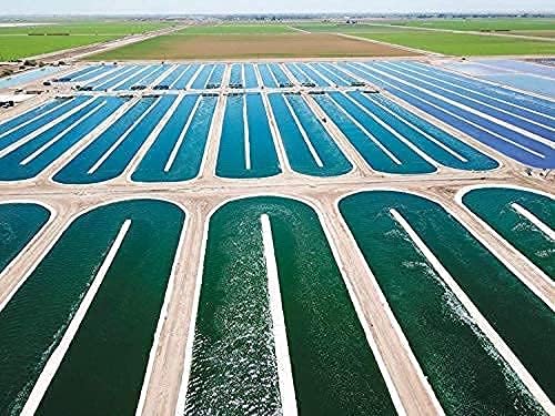 Earthrise California Spirulina 500mg Tablets, 180 Count