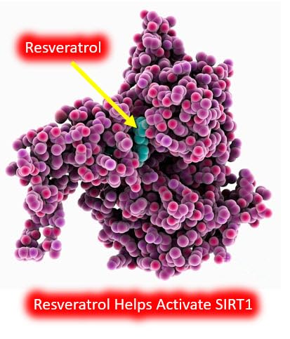 CYTOLYFE Resveratrol 1000mg Trans-Resveratrol + Quercetin Sirtuin Activator Capsules, 120 Capsules