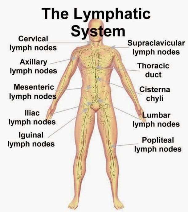 NaturalyPure LymphatiCare Capsule 120-Count