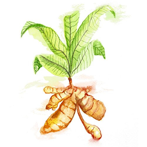 Maui Medicinal Herbs Turmeric Ginger Veggie Capsules, 90 Capsules