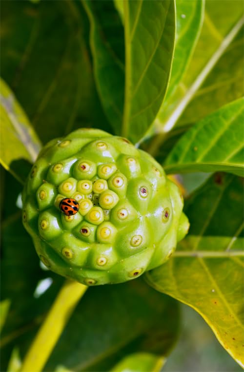 Maui Medicinal Herbs Noni Capsules 240
