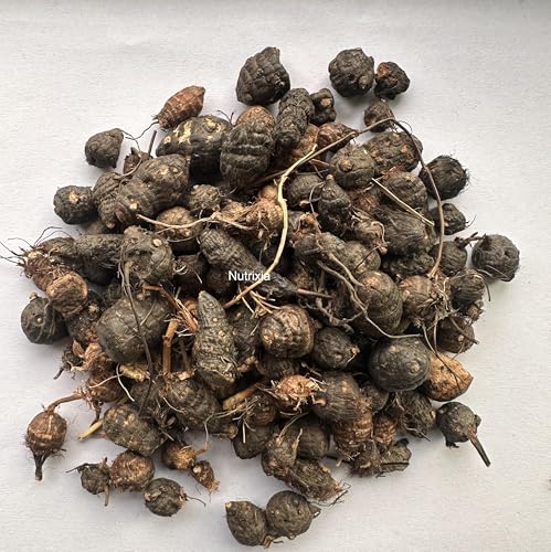Trapat Nagarmotha Sedge Root (Cyperus Rotundus) Powder, 1.7637 oz