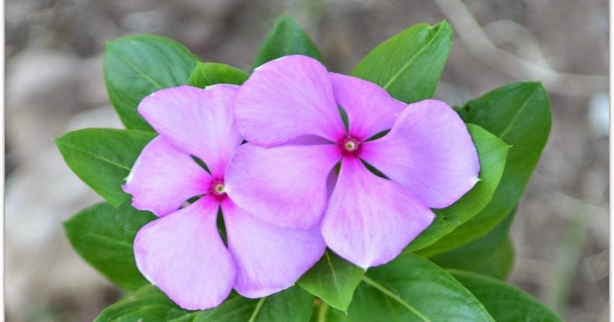 HENU NithyaKalyani Catharanthus Roseus Powder -200Gms 7.0548
