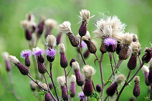 White Label Premium Herbs and Spices Milk Thistle Seed Capsules 8
