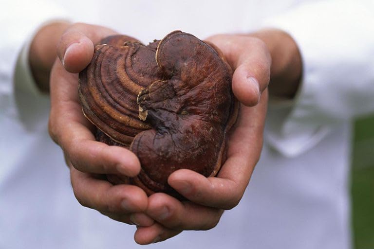 NaturalyPure Gano-Supreme Ganoderma Lucidum Spore (Reishi) 98% Shell-Broken, No Fillers, 90 Vegan Capsules