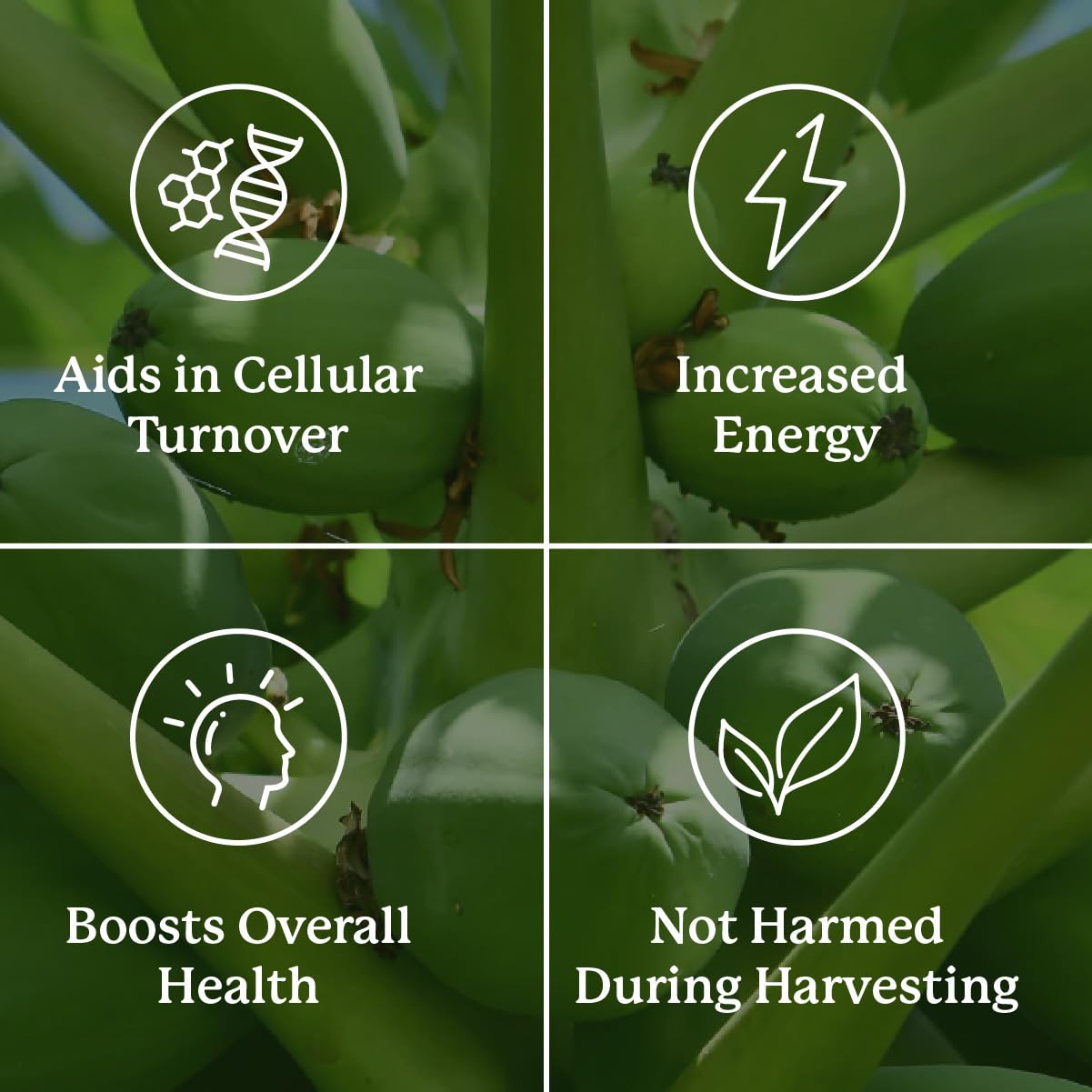 Nature's Sunshine Paw Paw Cell-Reg Capsules 180