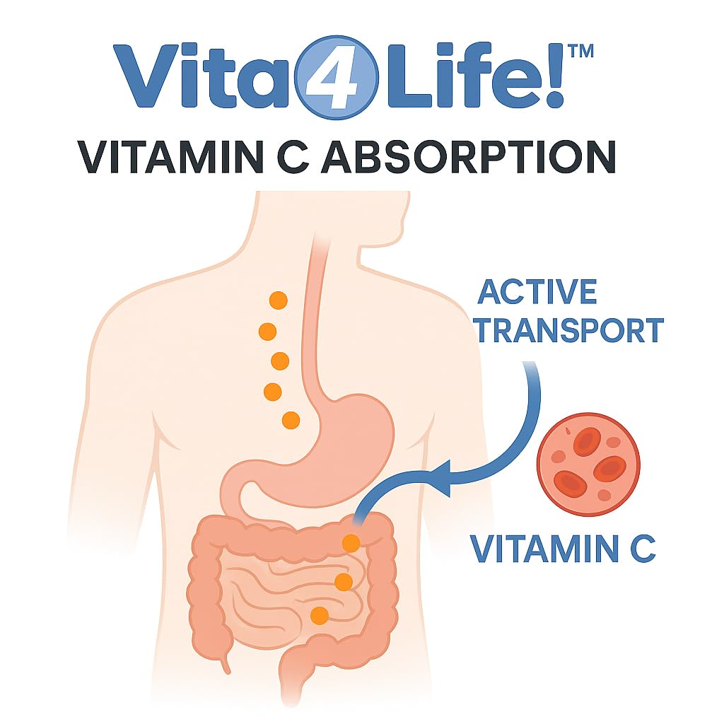Vita4Life Vitamin C 1000mg with Zinc & Bioflavonoids, 240 Capsules