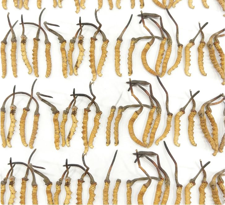 TibetCloud Wild Cordyceps Sinensis Caplets 1