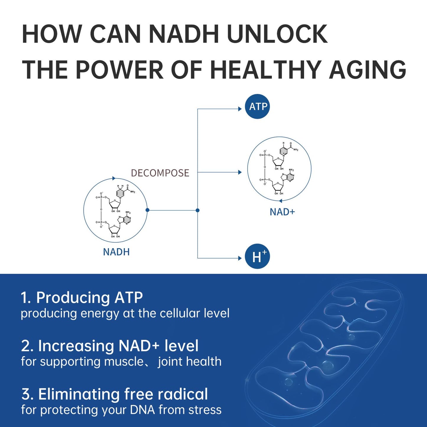 CELFULL NADH Immune Support Supplements Tablet, 1 Tablet