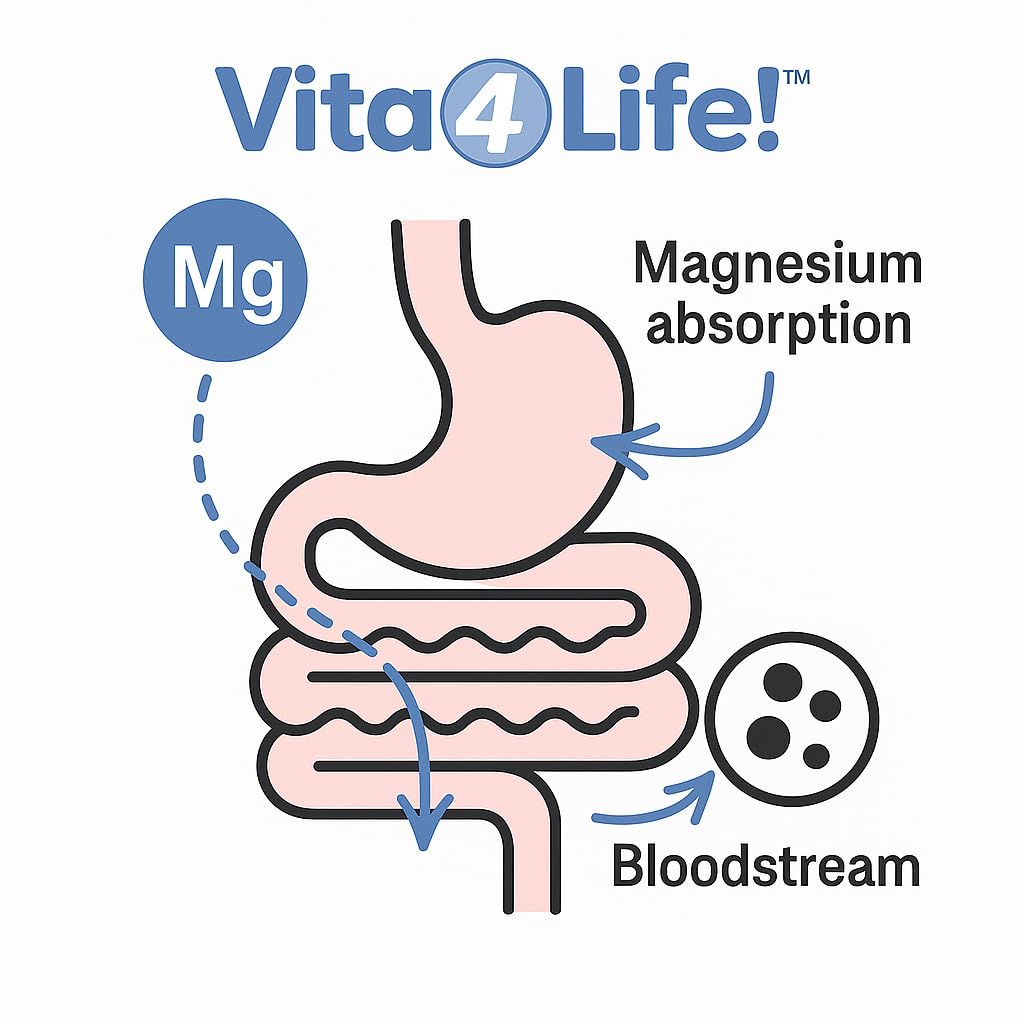 Vita4Life Magnesium Citrate High Absorption Capsules 240 Count