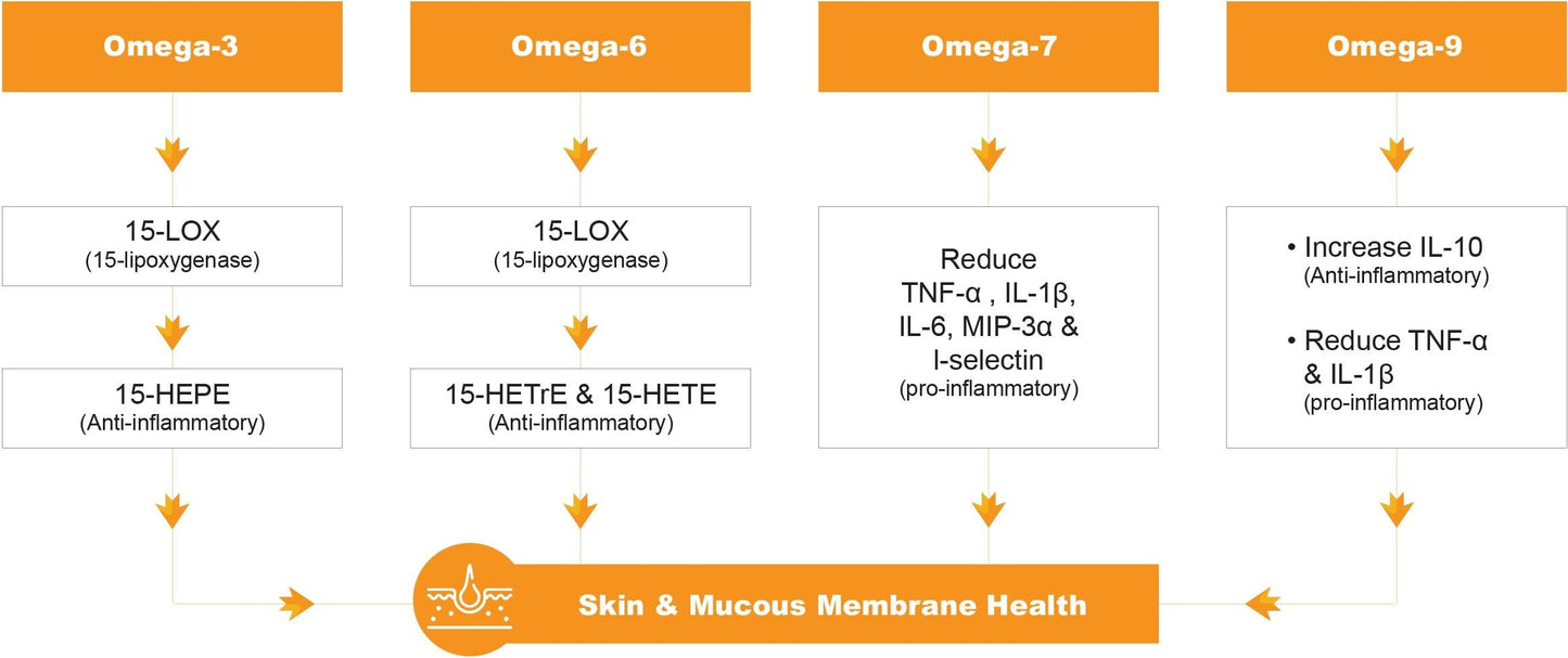 Barlowe's Herbal Elixirs Omegia Seaberry Sea Buckthorn Complete Omega 3, 6, 7, 9 Fatty Acids, 500mg per Capsule, 60 Veggie Capsules