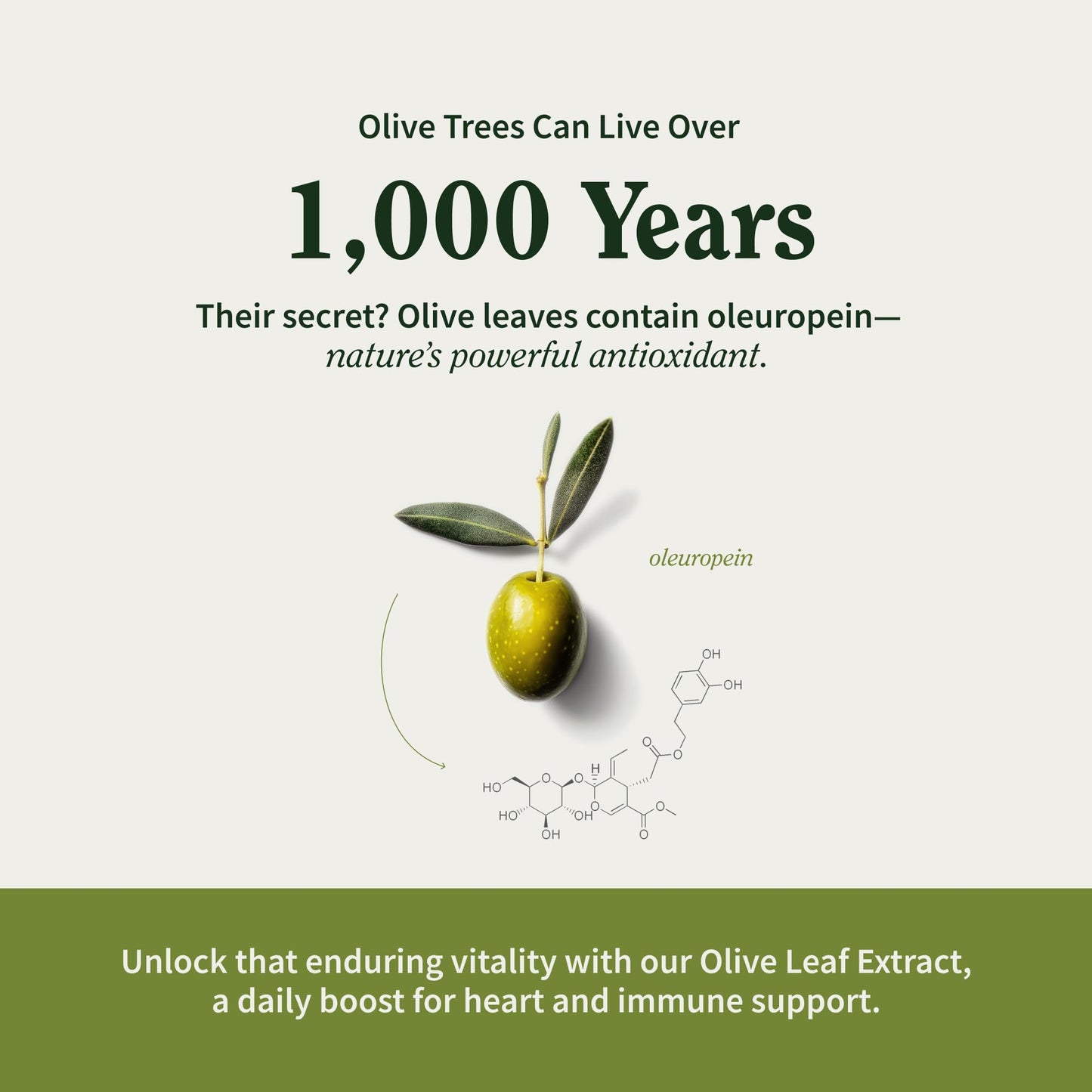 Snap Supplements Olive Leaf Extract with Oleuropein Capsules, 60 Count