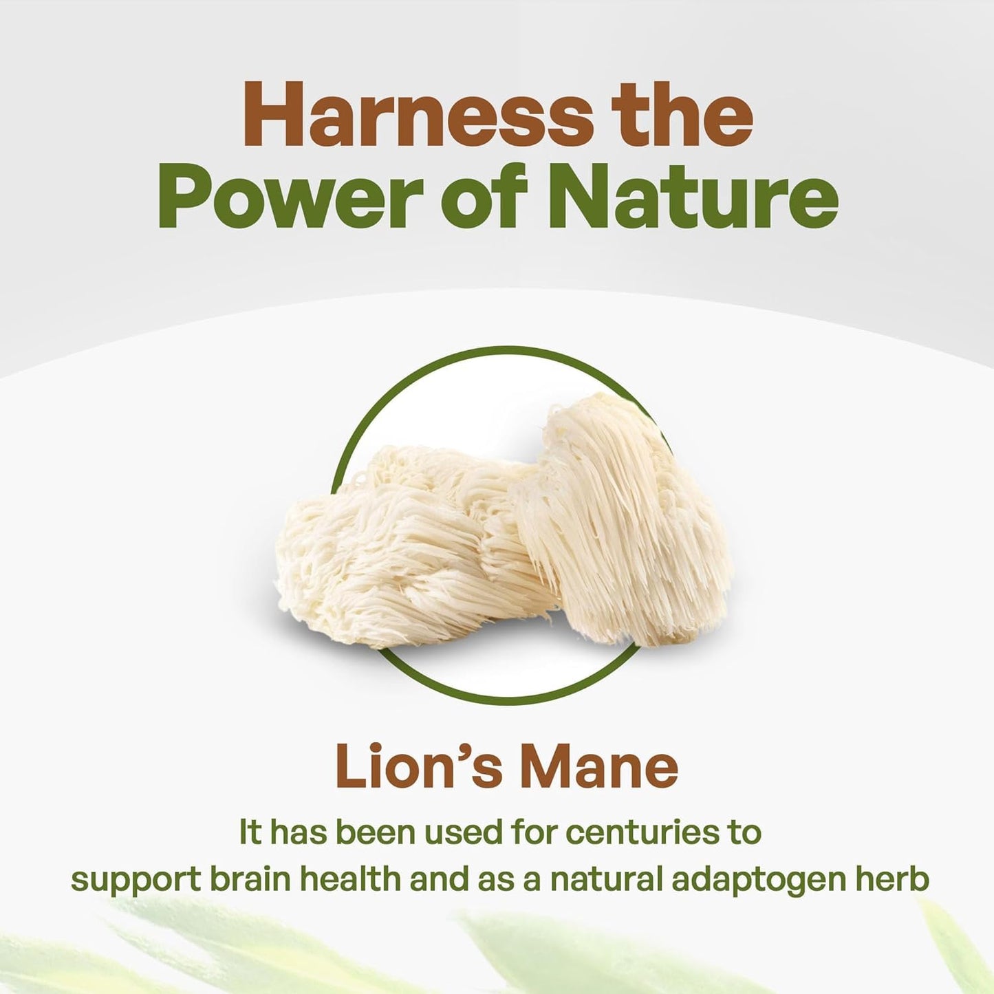 Go Nutra Organic Lions Mane Mushroom Powder 8 oz