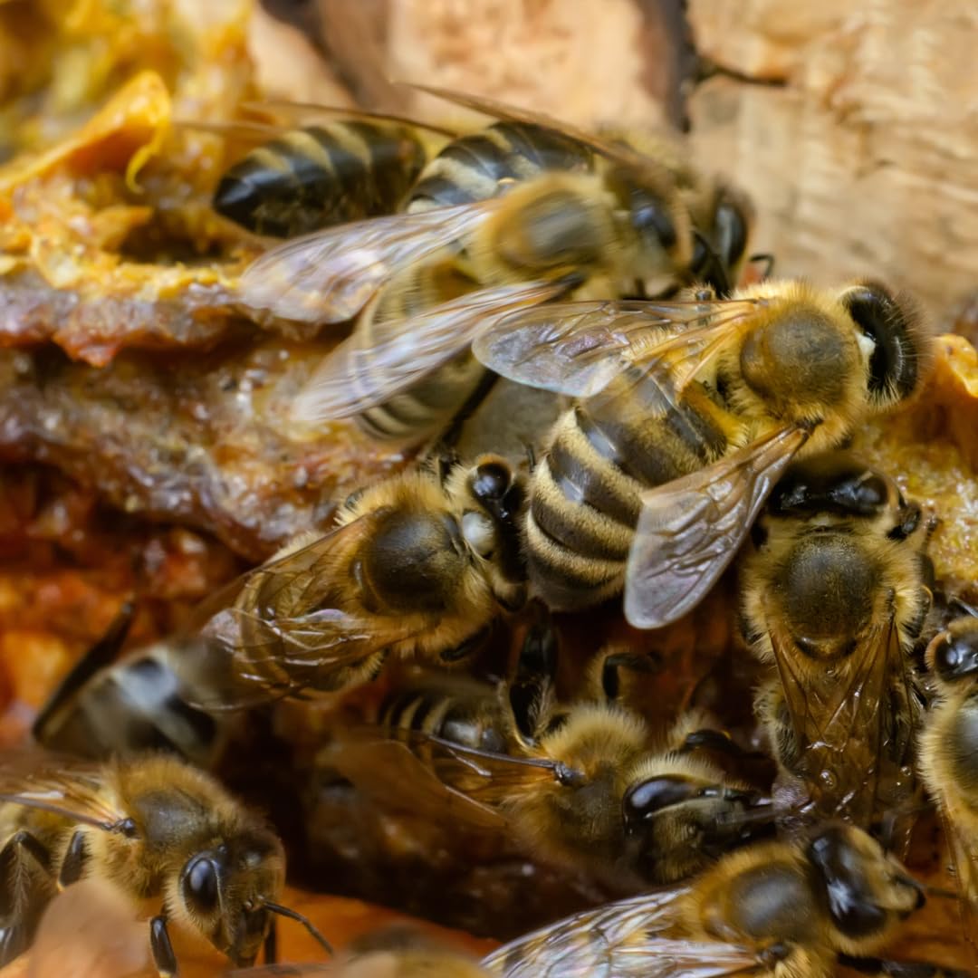 Earthborn Elements Bee Propolis Powder 200
