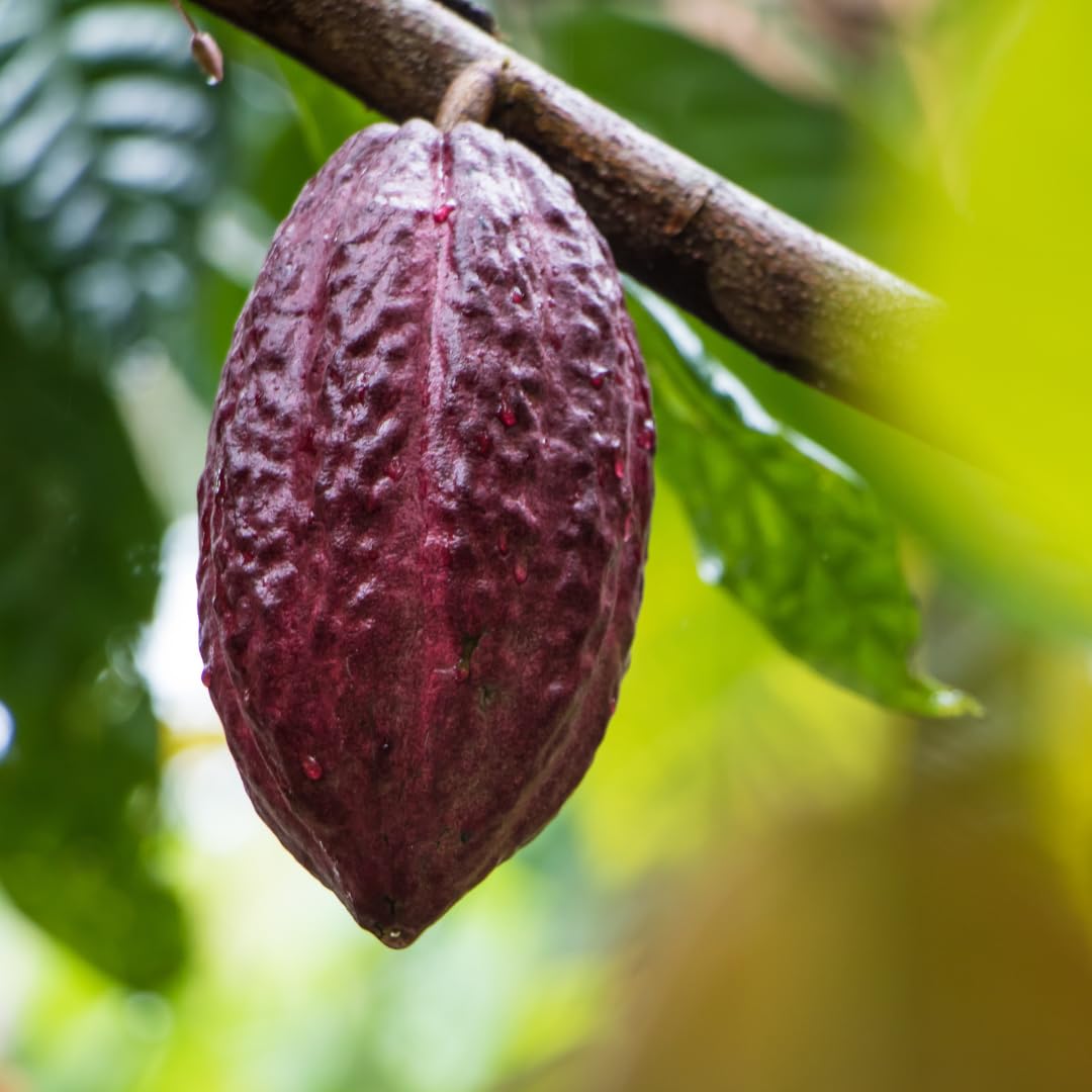 Earthborn Elements Cacao (Cocoa) Capsules 200