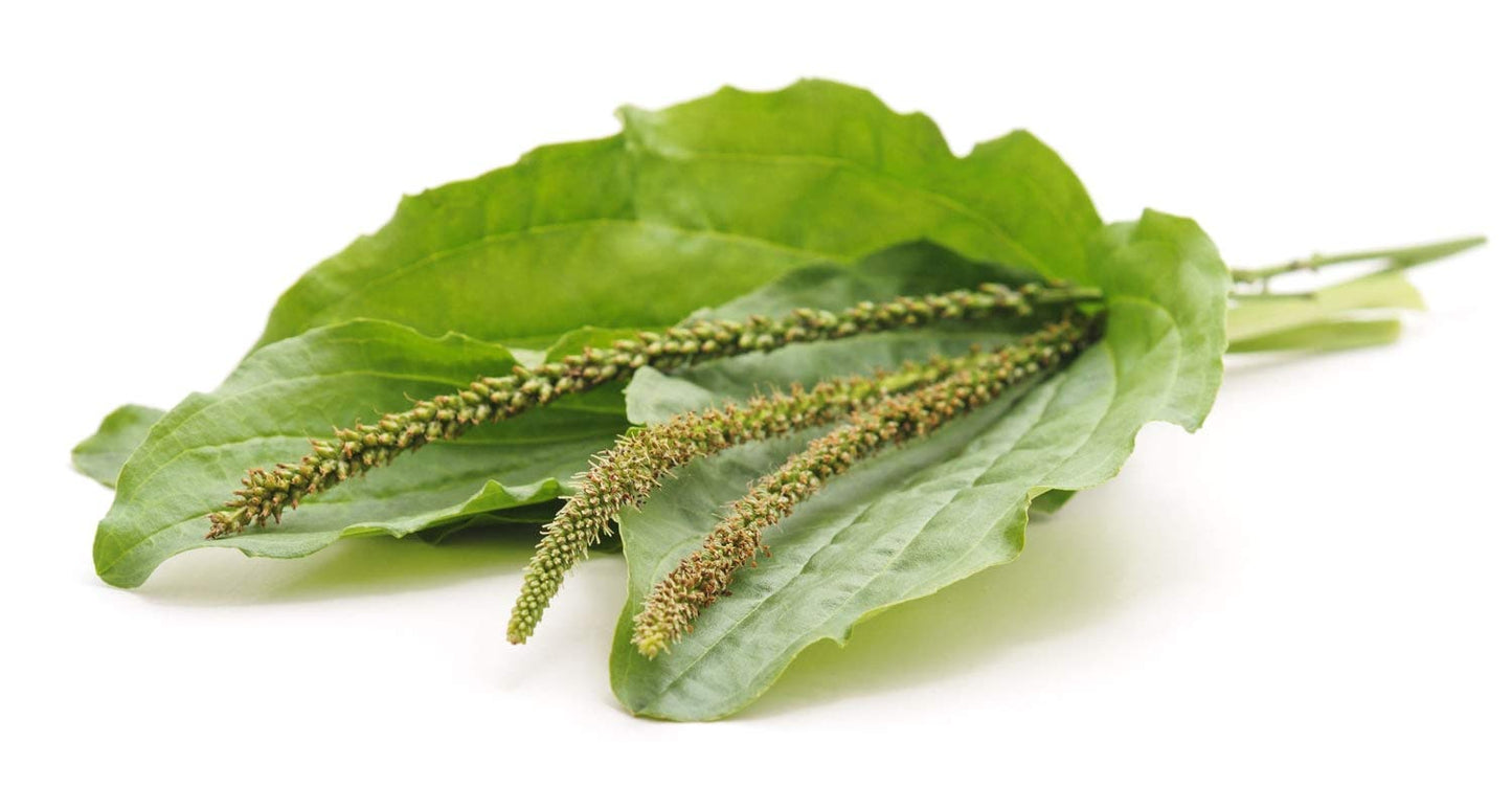 Food to Live Organic Psyllium Husk Powder 128
