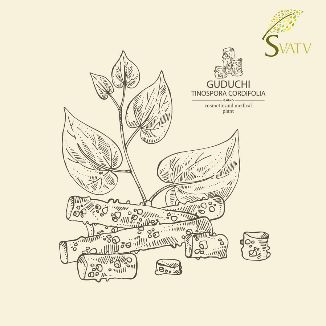 SVATV Giloy Powder 8 Ounce