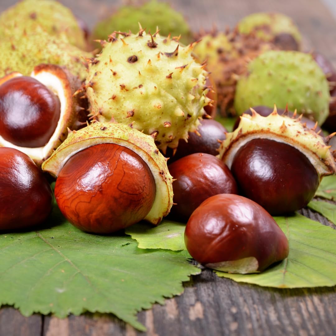 Earthborn Elements Horse Chestnut Capsules 200