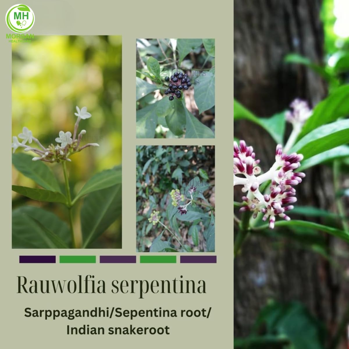 Morsan Healthcare Sarpgandha (Rauwolfia Serpentina) Veg Capsules, 60 Count