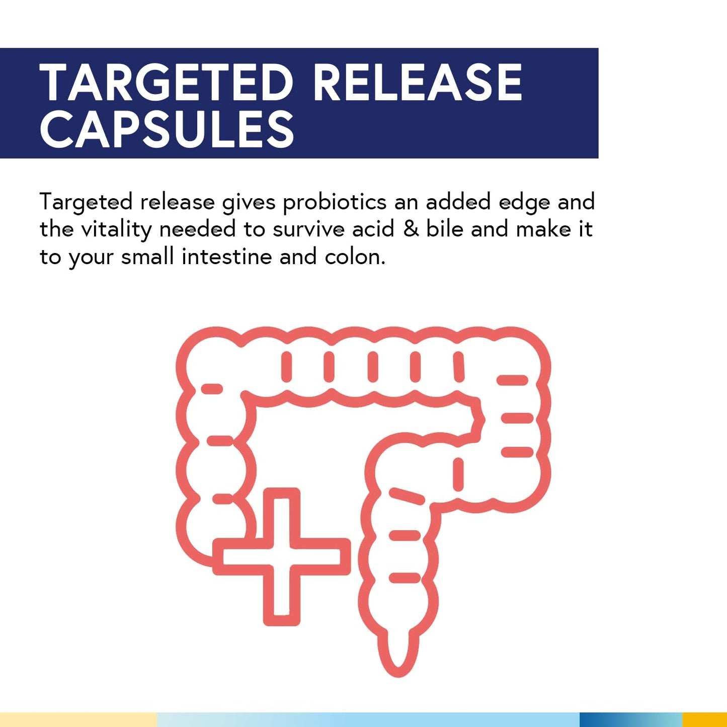 Terranics Daily Probiotics for Men & Women 60 Veggie Caps
