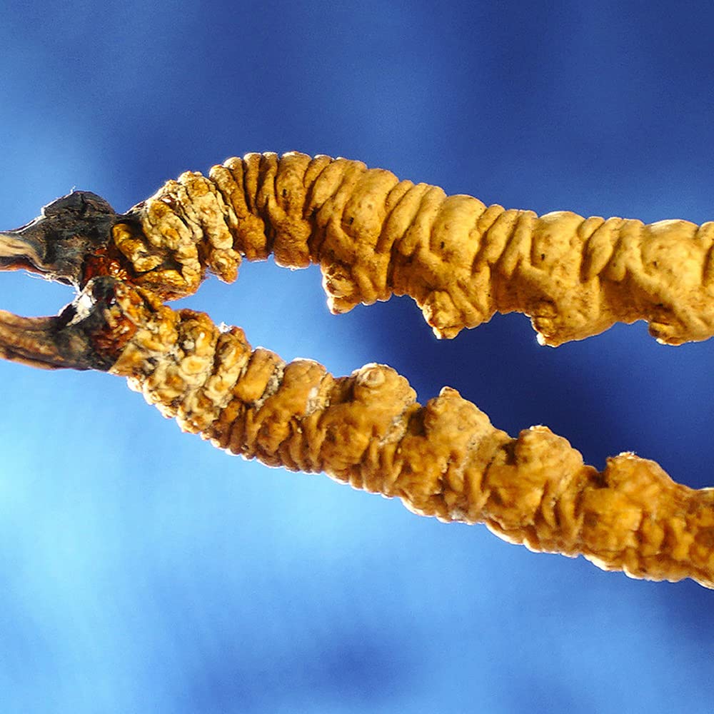 Generic Cordyceps Sinensis Powder 800