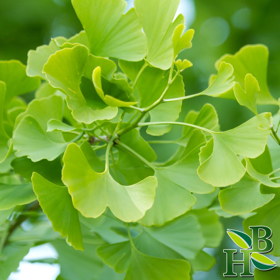 Herb To Body Ginkgo Leaf Powder 4 oz