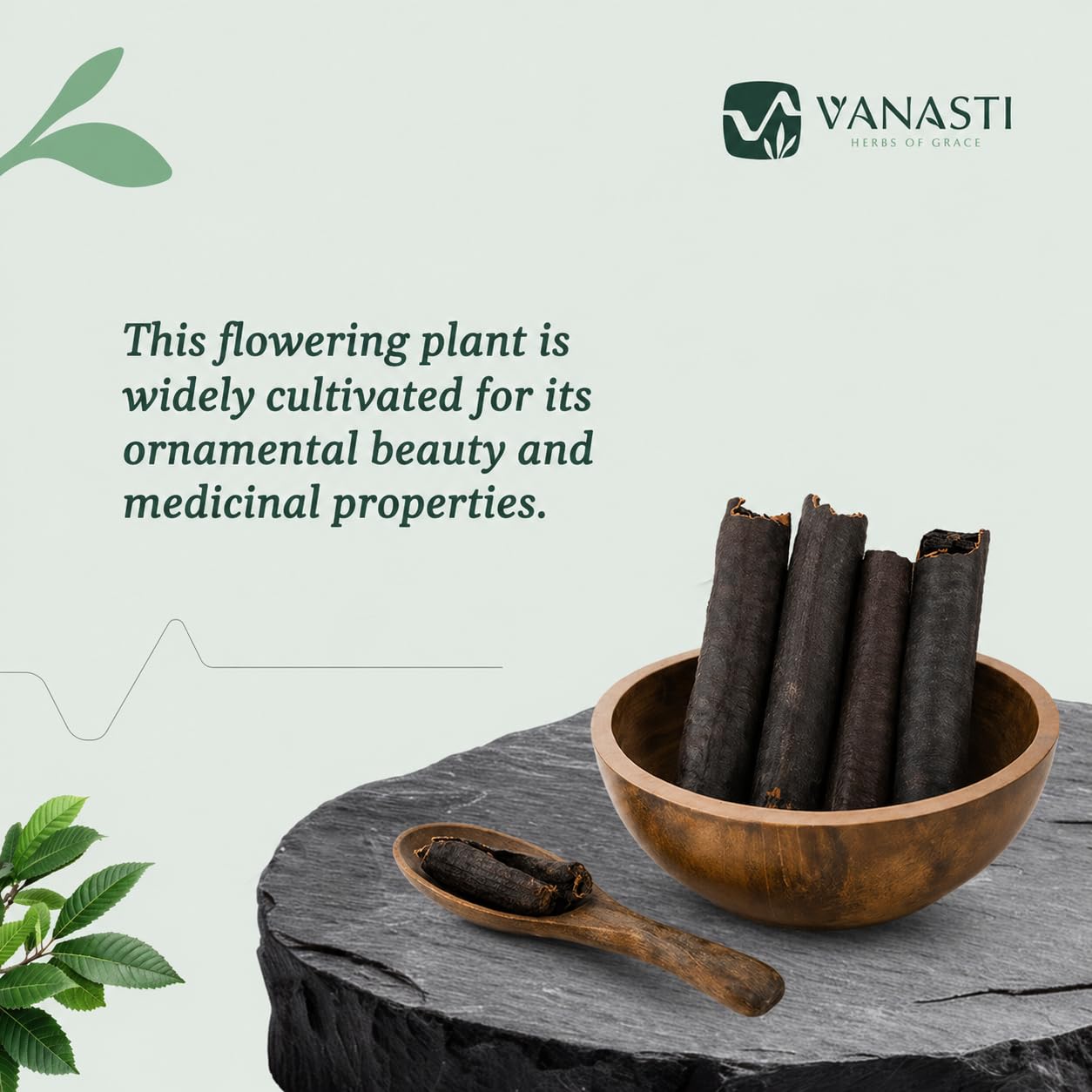 VANASTI Amaltas Cassia Fistula Powder 3.52 Ounce