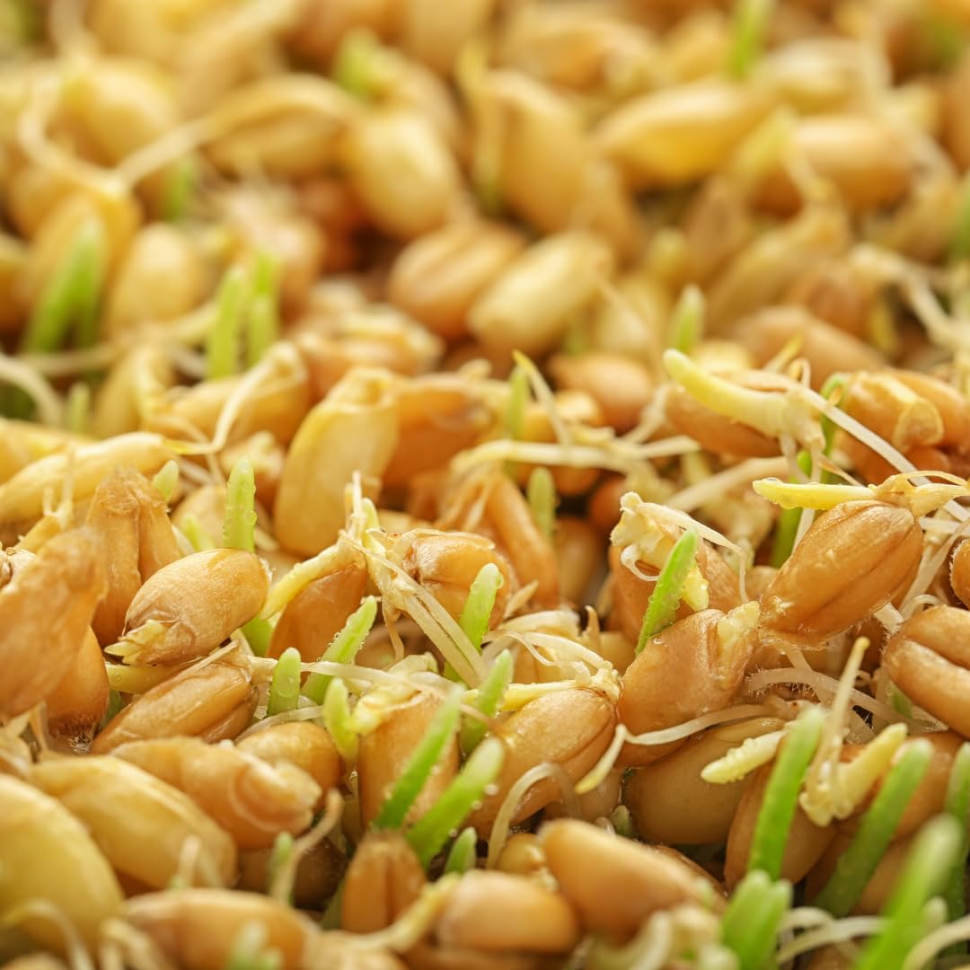 Jovvily Wheat Grass Powder 8 oz