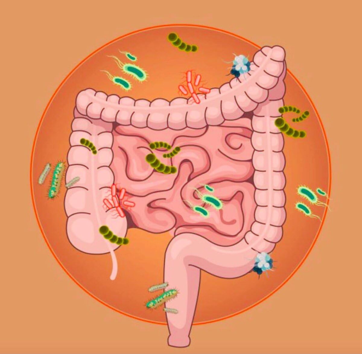 NaturalyPure Powerful Probiotic Capsule 40 Billion CFU, 1 Capsule