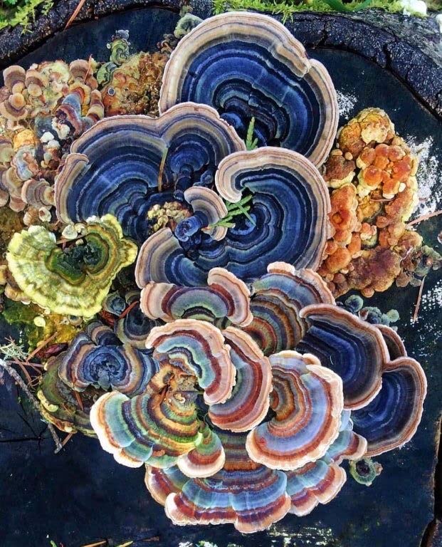Meteor Mushrooms Turkey Tail Mushroom Powder 3.5274