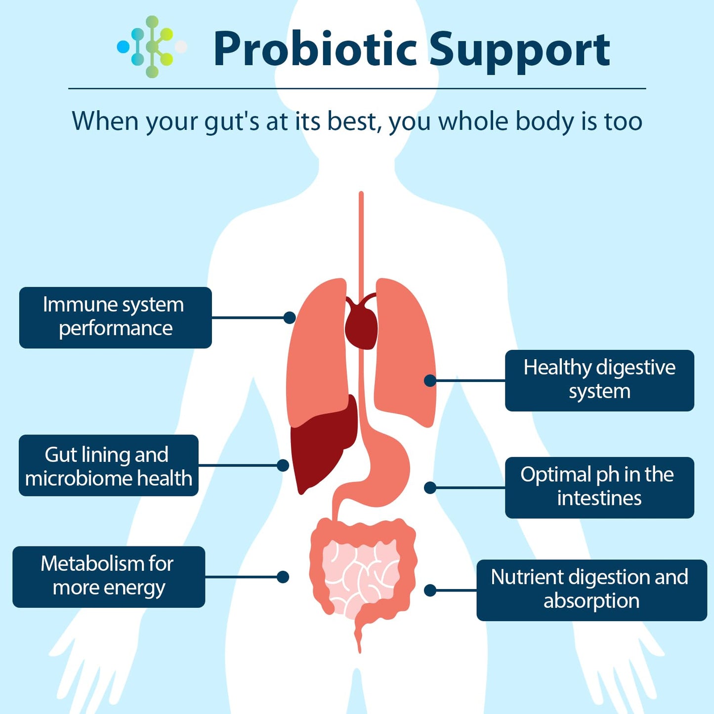 Wedkoup Probiotics for Women & Men, 300 Billion CFU, 12 Strains + 4 Organic Prebiotics, Digestive & Immune Support, Shelf Stable, 60 Capsules
