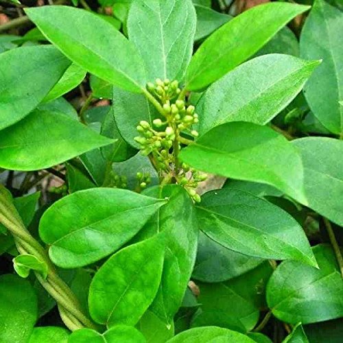 Foodherbs Gymnema Sylvestre Powder 1 Count