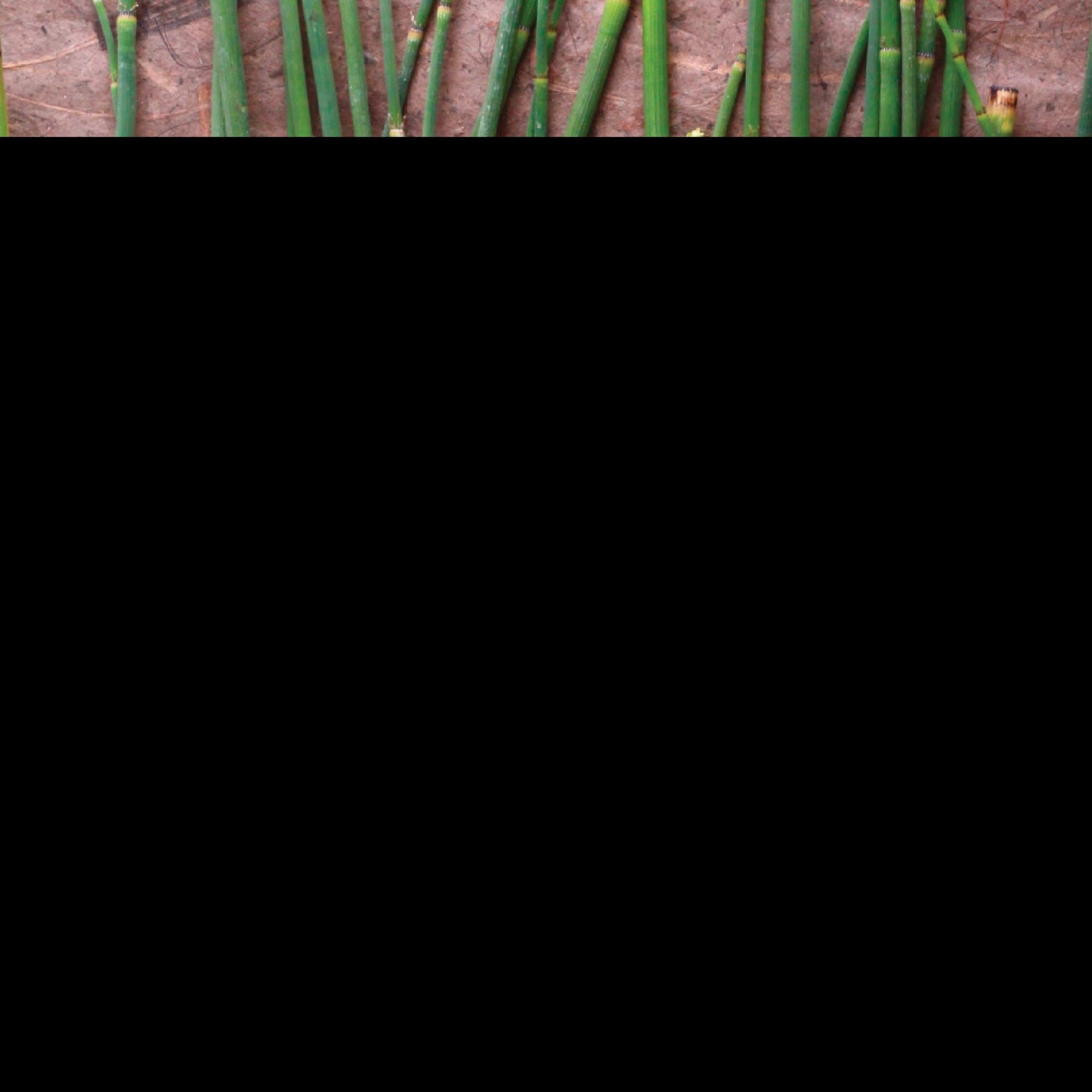 Nature's Sunshine Horsetail Capsules, 100 Count