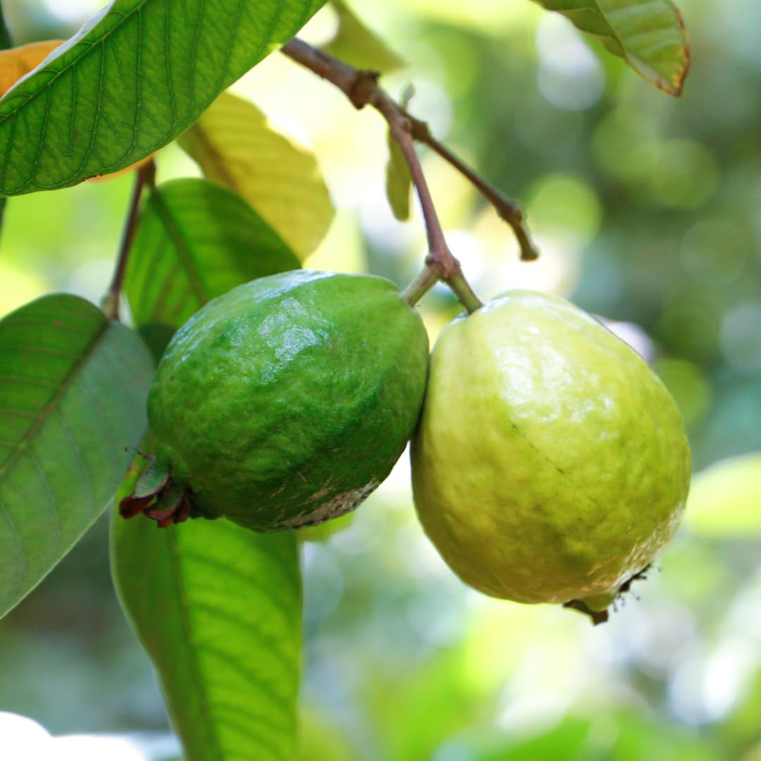 PURE ORIGINAL INGREDIENTS Guava Leaf Powder 4:1 Extract 8 oz