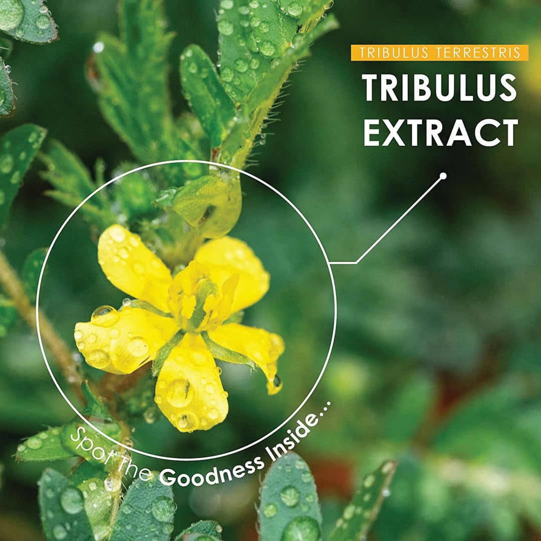 minature Gokshura (Tribulus Terrestris) Tablets 90 Count