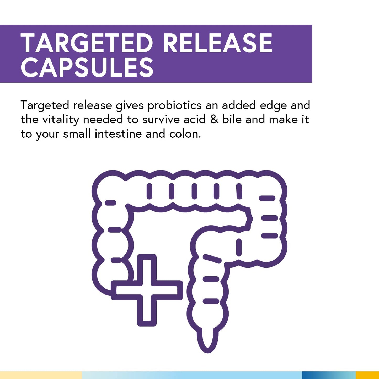Terranics Daily Probiotics for Men & Women 200 Billion 36 Strains Immediate Restore Probiotics with Prebiotics & Enzymes Delayed Release Shelf Stable Capsule 60